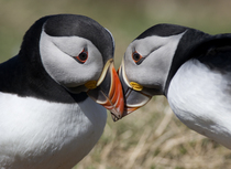 Had a lovely 30 minutes watching the birds in the front garden