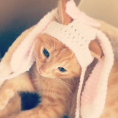 AIBU to make my ginger kitten look like a tiny lion? (pics)
