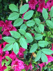 Are these weeds?