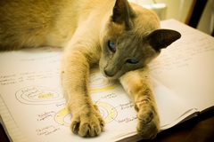 Unwell Siamese - any help appreciated