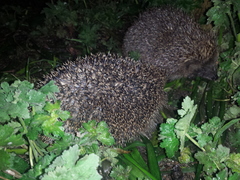 Had a lovely 30 minutes watching the birds in the front garden