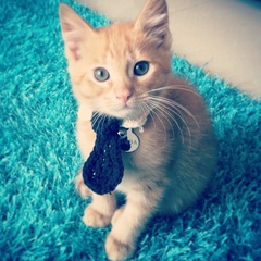 AIBU to make my ginger kitten look like a tiny lion? (pics)