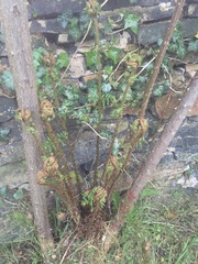 Can anyone tell me what this curly plant is growing on my rose
