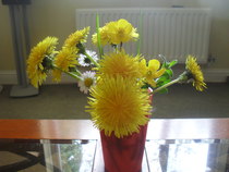 Dandelions everywhere