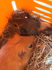 There are lots of new piggies on Small Pets- Welcome :)