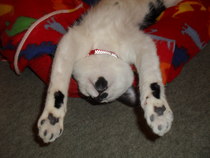 the paw - pictures