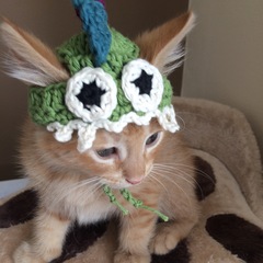 AIBU to make my ginger kitten look like a tiny lion? (pics)