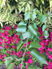 Are these weeds?