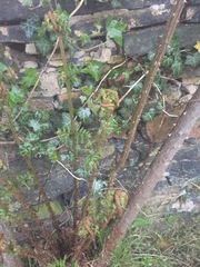 Can anyone tell me what this curly plant is growing on my rose