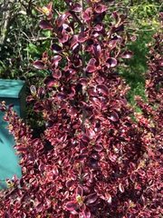 What is this shrub please?