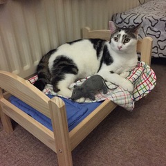 the paw - pictures