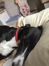 Tell me about your greyhounds!
