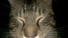 the paw - pictures