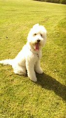 Show us your dogs?