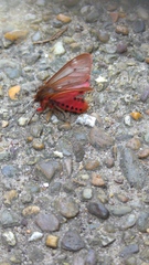 Had a lovely 30 minutes watching the birds in the front garden