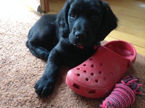 Show us your dogs?
