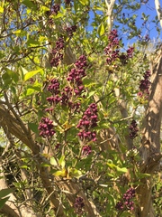 Helping identifying these tree names