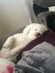 Show us your dogs?