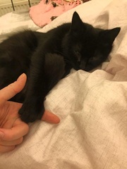 At last - I have cats!