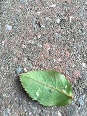 Found some white 'flitty' bugs ... (Photo)