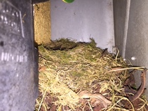 Had a lovely 30 minutes watching the birds in the front garden