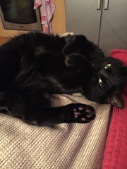 the paw - pictures