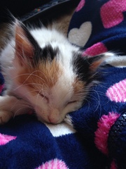 Kitten updates