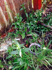 is this persistent weed something to worry about?