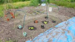 Allotment/Veg Patch Thread 5 - The Diggers Rest !
