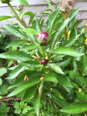 Please help me recognise these plants!