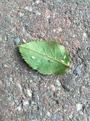 Found some white 'flitty' bugs ... (Photo)