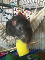 Any rat lovers out there