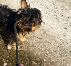 The kindest, most moral way to buy a puppy.