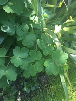Please help me recognise these plants!