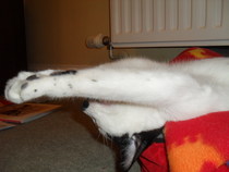 the paw - pictures