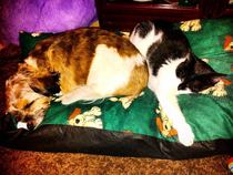 Find out what Mumsnetters thought of the Pedigree® Dog Food Range. £300 voucher prize draw for testers’ feedback. NOW CLOSED