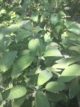 Please help me recognise these plants!