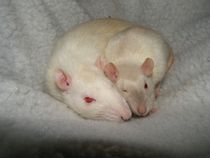 to be pissed off when people say ewwwww..........(Note from MNHQ: this is NOT a trigger warning, but just gently letting you know that this thread contains pics of pet rats)