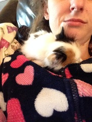 Kitten updates