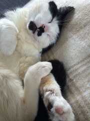 New cat, teething problems