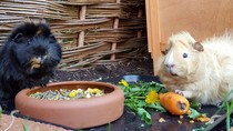 There are lots of new piggies on Small Pets- Welcome :)
