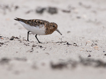 Had a lovely 30 minutes watching the birds in the front garden