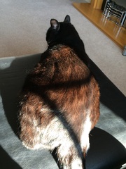 Rusty black cats