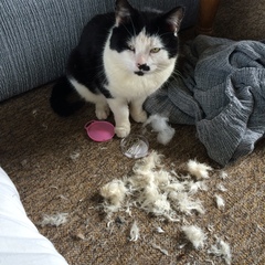 New cat, teething problems
