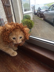 AIBU to make my ginger kitten look like a tiny lion? (pics)