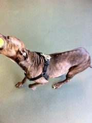 The kindest, most moral way to buy a puppy.