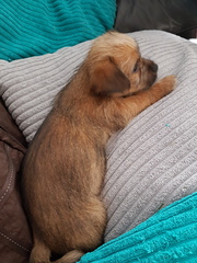 Help me name my puppy... (photos)
