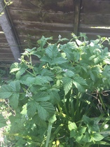 Please help me recognise these plants!