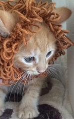 AIBU to make my ginger kitten look like a tiny lion? (pics)