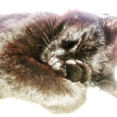 the paw - pictures